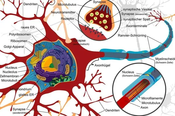 Vegetatives Nervensystem 